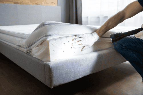 Bed bugs on Long Island