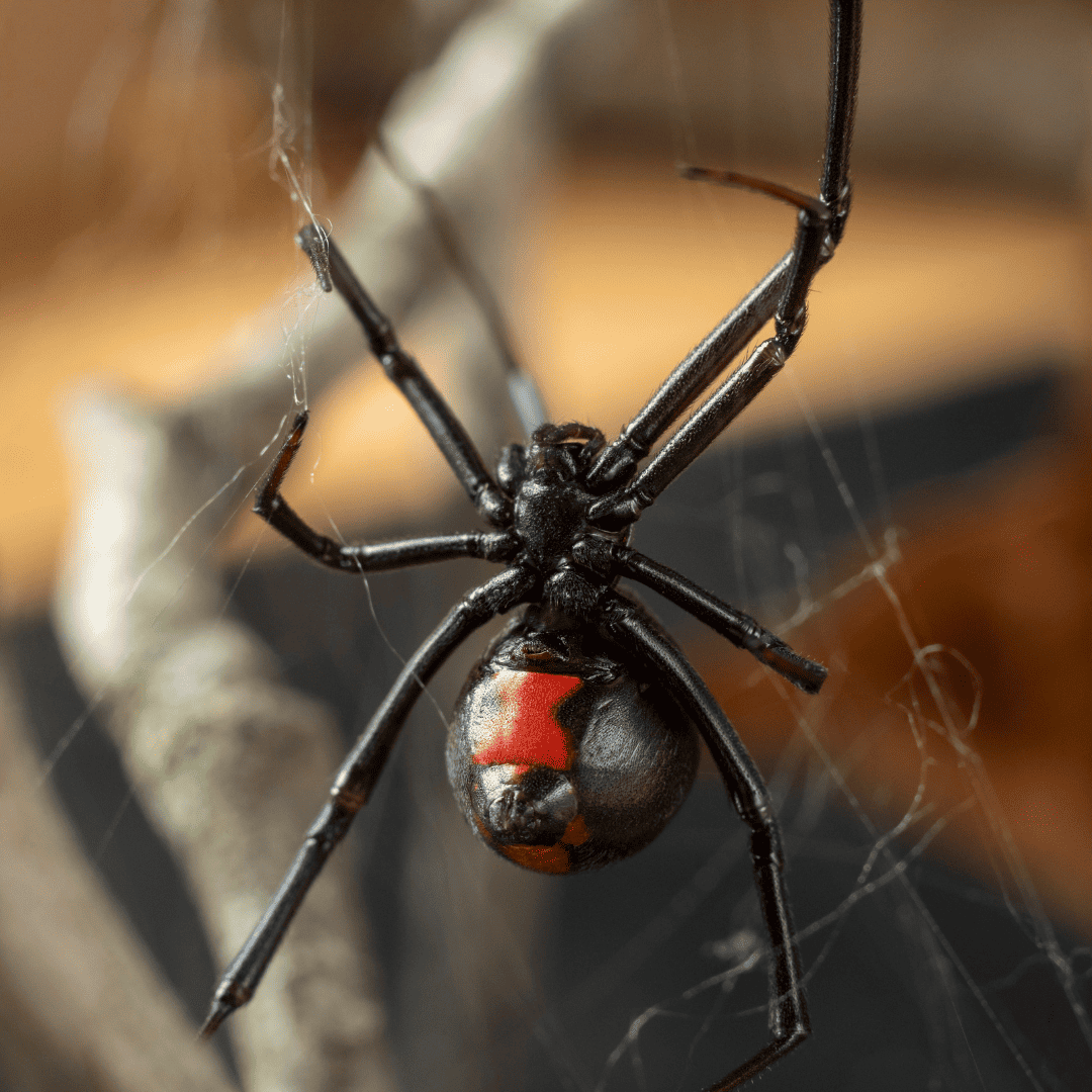 Black Widow Spider