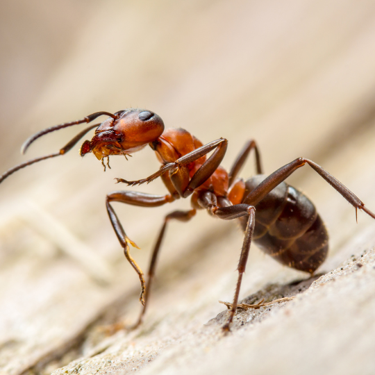 ants pests