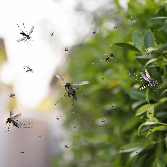 a group of mosquitoes flying over a backyard plant